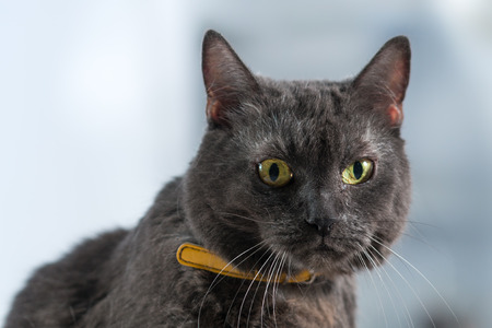 Beautiful gray catの写真素材