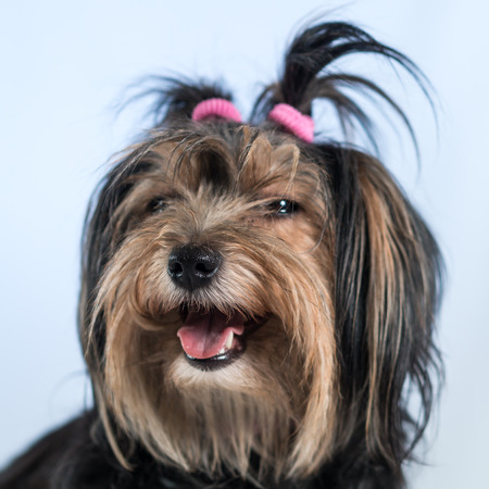 dogの写真素材