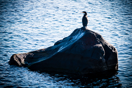 cormorant hunting for food on the seaの写真素材