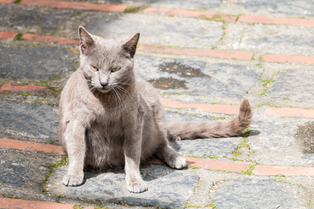 Cat alone in a small sicilian villageの写真素材