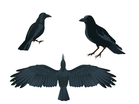 illustration of ravenのイラスト素材