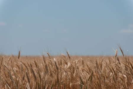 Wheat Fieldの写真素材