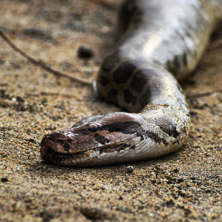 Close-up of a boa constrictor(snake) on the beach, Indian python