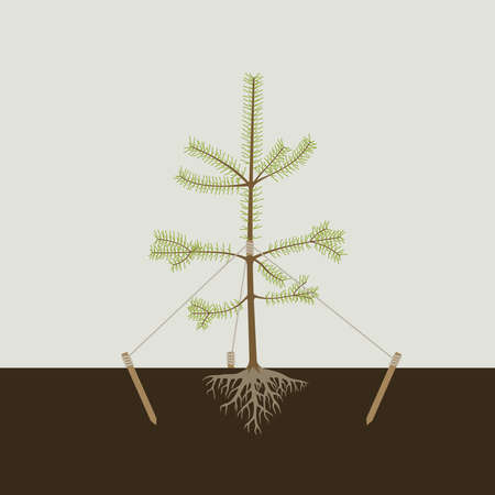 Planting the pine tree in the groundのイラスト素材