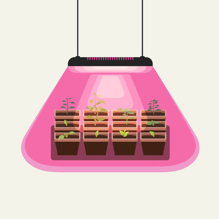 Growing seedlings under the lamp for the garden.のイラスト素材