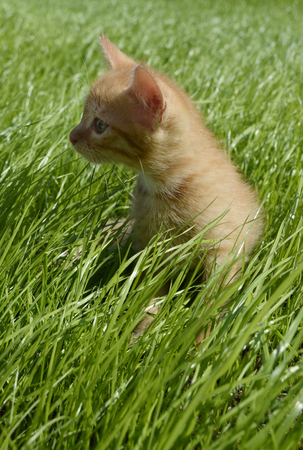 A small orange fluffy kitten looks attentively to the side and sits in a thick beautiful green juicy grass in a summer dayの写真素材