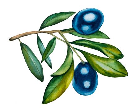 A branch of olives on a white background. Isolateの写真素材
