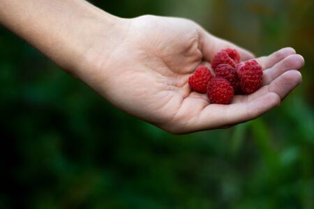 On the hand is a raspberry, horizontal photo, summer outside the city in the garden in the country...