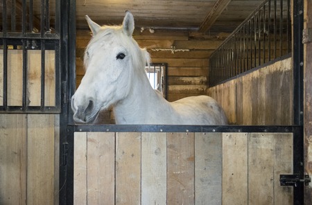 White horse in a stableの写真素材