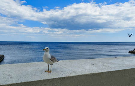 A peaceful seagull by the sea in winterの写真素材