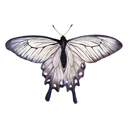 watercolor butterfly on white backgroundの写真素材