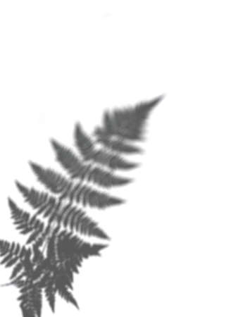 Abstract shadow of fern leaves on a white backgroundの写真素材