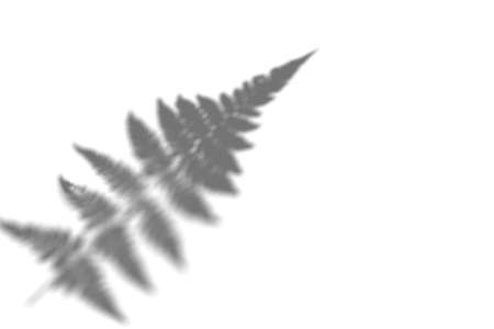 Abstract shadow of fern leaves on a white backgroundの写真素材
