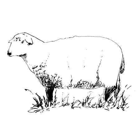 Hand drawn vector illustration of a sheepのイラスト素材