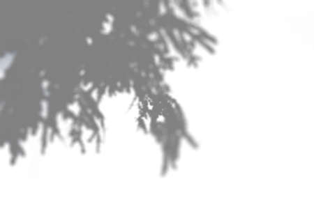 Summer branch shadow on a white wall. Abstract neutral background. Flat lay.の写真素材
