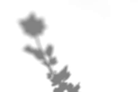 Summer branch and leaves shadow on a white wall. Abstract neutral background. Flat lay.の写真素材