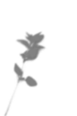 Summer branch and leaves shadow on a white wall. Abstract neutral background. Flat lay.の写真素材