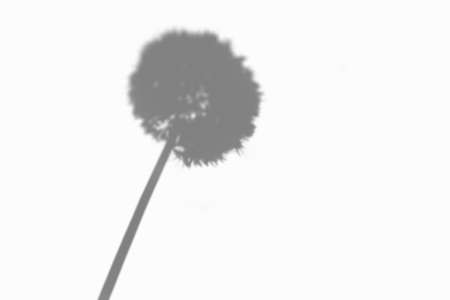 Summer dandellion flower shadow on a white wall. Abstract neutral background. Flat lay.の写真素材