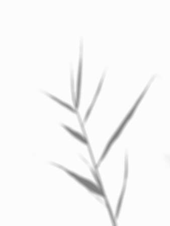 Summer leaves shadow on a white wall. Abstract neutral background. Flat lay.の写真素材