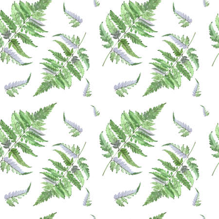 Watercolor fern leaves seamless pattern on white background. Forest theme.の写真素材