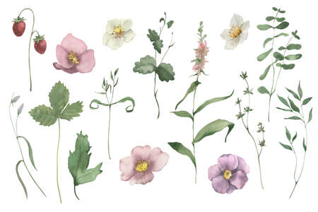 Handpainted watercolor wildflowers and herbs set. Perfect for invitation and social media.の写真素材