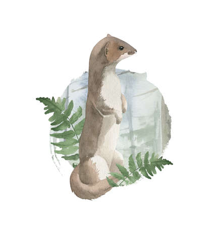 Watercolor composition with Weasel and Fern. Forest theme. Watercolor digital arrangementsの写真素材