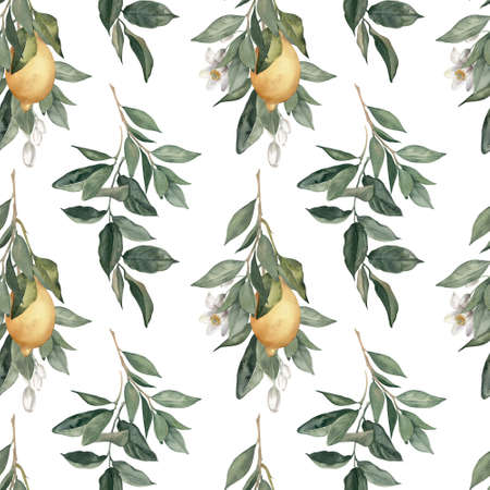 Watercolor seamless pattern with lemons, citrus flowers and leaves on white background.の写真素材