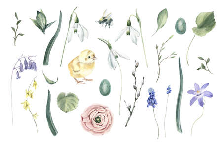 Watercolor Easter set Anemone, Nest, Eggs and Chickens on White Background. Perfect for invitation and social media.の写真素材