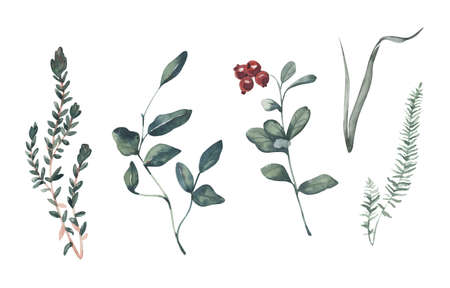 Hand painted watercolor forest plants set.の写真素材