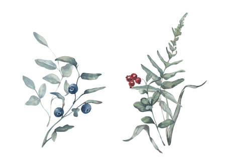 Hand painted watercolor composition with forest berries and fern. forest theme. watercolor digital arrangementsの写真素材