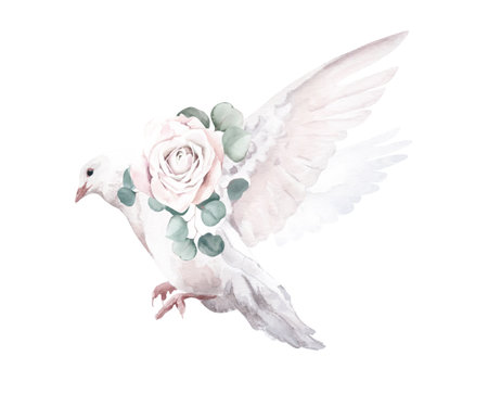 Watercolor Arrangement with Dove and Roses on White Backgroundの写真素材
