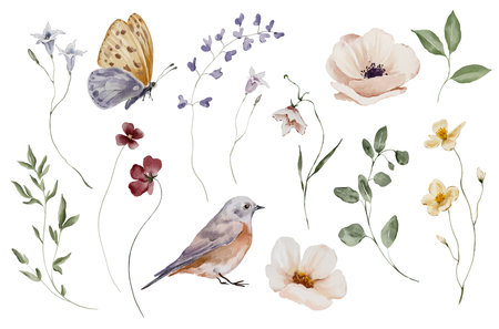 Set of watercolor elements with meadow flowers and butterfliesの写真素材