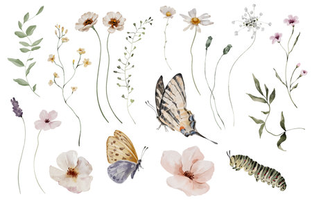 Set of watercolor elements with meadow flowers and butterfliesの写真素材