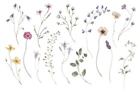 Set of watercolor elements with meadow flowers and herbsの写真素材