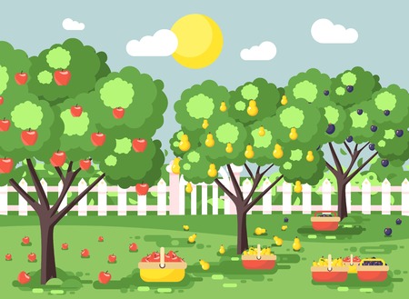 Vector illustration cartoon harvesting ripe fruit autumn orchard garden with plums, pears, apples trees, put crop in full baskets, green landscape scene outdoor background flat styleのイラスト素材