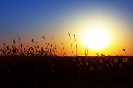 Sunset landscape
