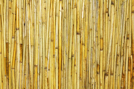 Reed backgroundの写真素材