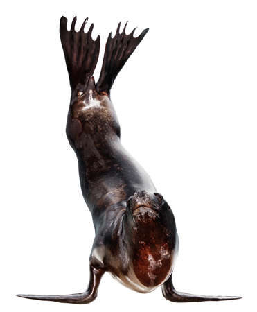 Sea lion isolated on whiteの写真素材