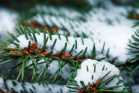 Close-up of snow-covered pine branchの写真素材