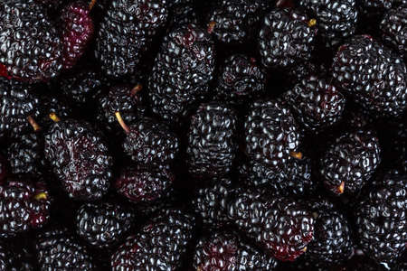 Mulberry fruits backgroundの写真素材
