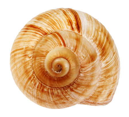 Snail shell isolated on white