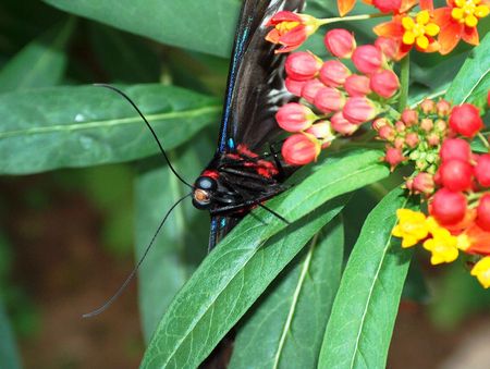 Malaysian butterflyの写真素材