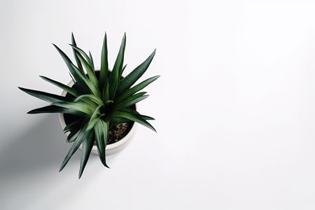 top view of plant in pot on white background with space for textの素材