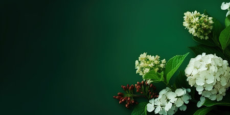 White hydrangea flowers on green background with copy space.の素材