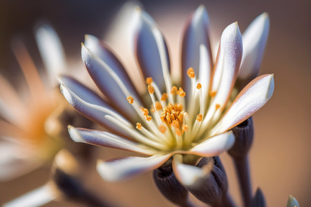 Close up of a white cactus flower in bloom with blurred backgroundの素材