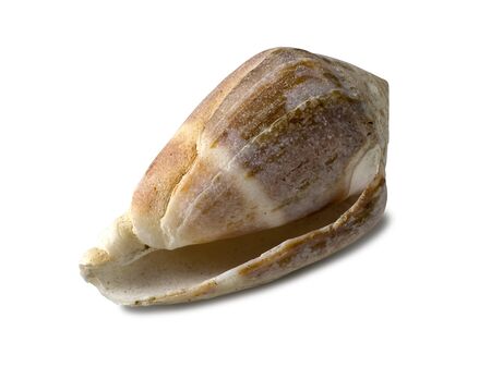 exotic shellfish  