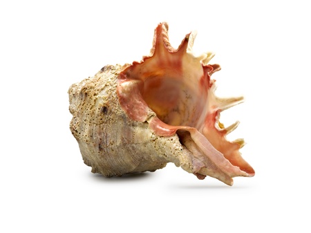 An isolated shot of a large conch shell on whiet background