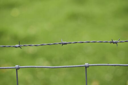barbed wire on green backgroundの写真素材