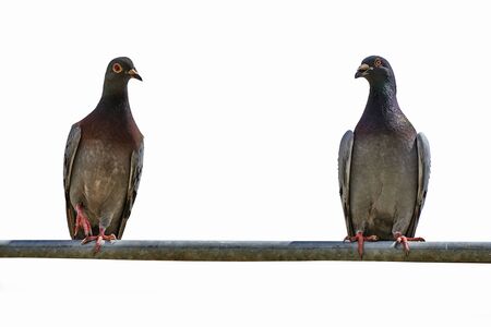 Two youg pigeons on a metal bar against White backgroundの写真素材