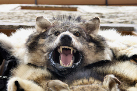 Wolf skin draped over a stall at Quebec street shop in Canada